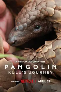 pangolin-kulu-s-journey